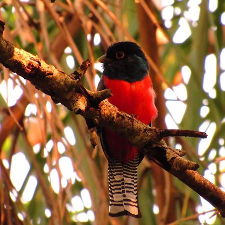 Cantos Da Mata Chapada dos Guimarães エクステリア 写真