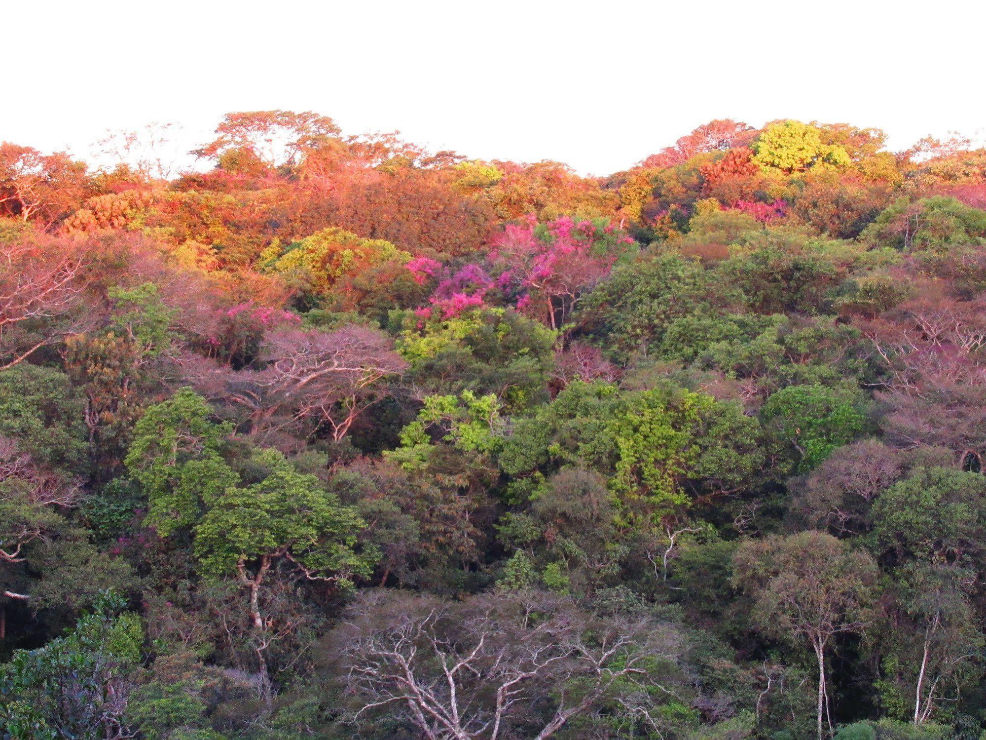 Cantos Da Mata Chapada dos Guimarães エクステリア 写真